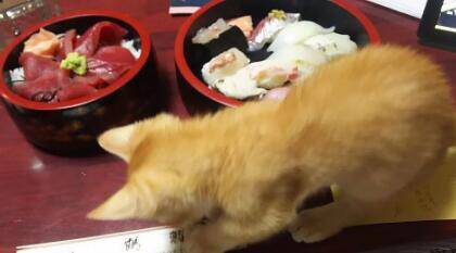 日本迎来猫咪陪伴套餐 吸引大批爱猫达人