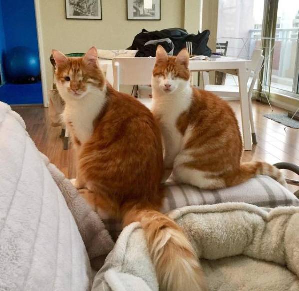这两只橘猫兄弟共用一只眼睛，感情好的让人羡慕