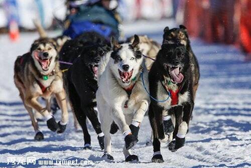 美国阿拉斯加狗拉雪橇大赛正在进行中  参赛队伍达85支