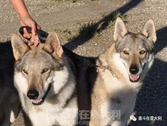 意大利夫妇用狼和狗杂交冒充捷克狼犬出售被指控