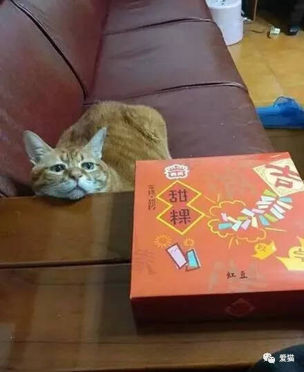 这只橘猫很贪吃，不仅每天都用这表情讨吃的，还...