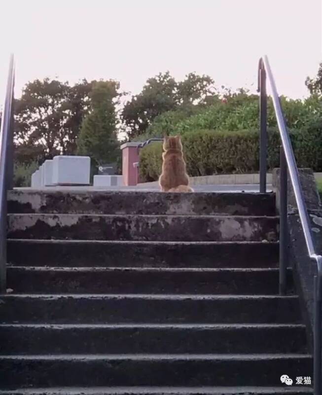网友路边遇到一只橘猫，看它背影很撩人，结果它一转过头后...