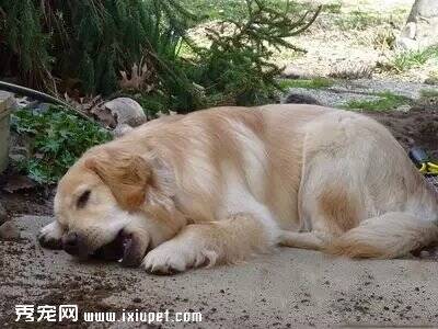狗狗贪吃餐巾纸、石头、木屑等异物，后果很严重！