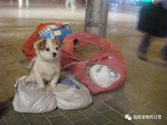 一只狗狗在零下10度冻得发抖，始终坚持跳舞讨饭，只为报答主人救命之恩！