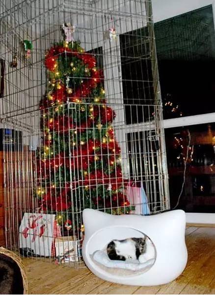 家里养猫的，如何保护圣诞树不被破坏！