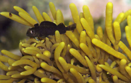 海水热带鱼较弱个体存在或有助于种群长期稳定