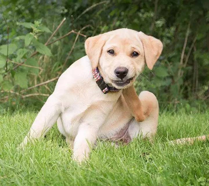 如何照顾哺乳期的母犬和犬仔？