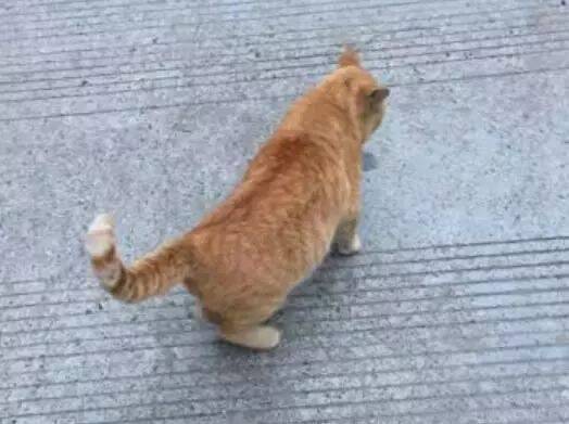 老妈十字路口捡了一只橘猫，抱回家喂养3个月后，儿子一看笑喷了