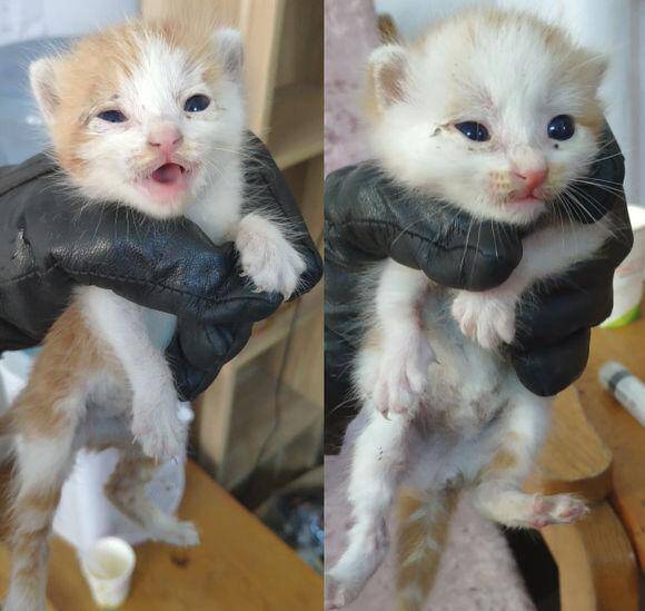 捡到两只被人遗弃的小奶猫，医生断言养不活，坚持喂养后出现奇迹
