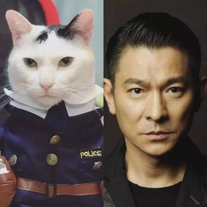 这猫长得也太像刘德华了吧，穿上警服帅炸了...