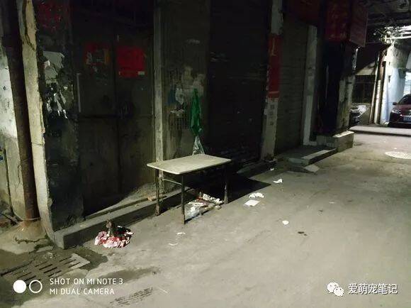 回家路上发现一只小奶猫，坐那里一动不动，走过去一看忍不住哭了