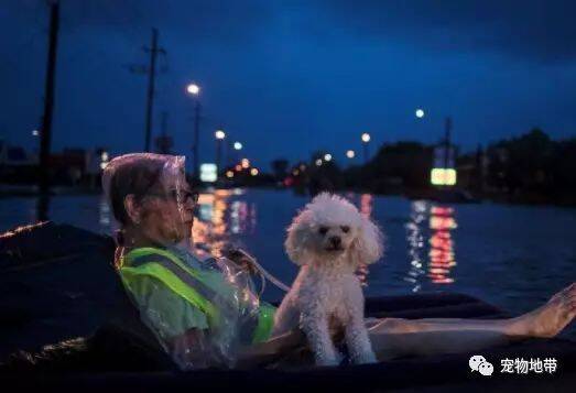 水灾来临：主人带着狗狗出逃  那画面深深触动网友们的心