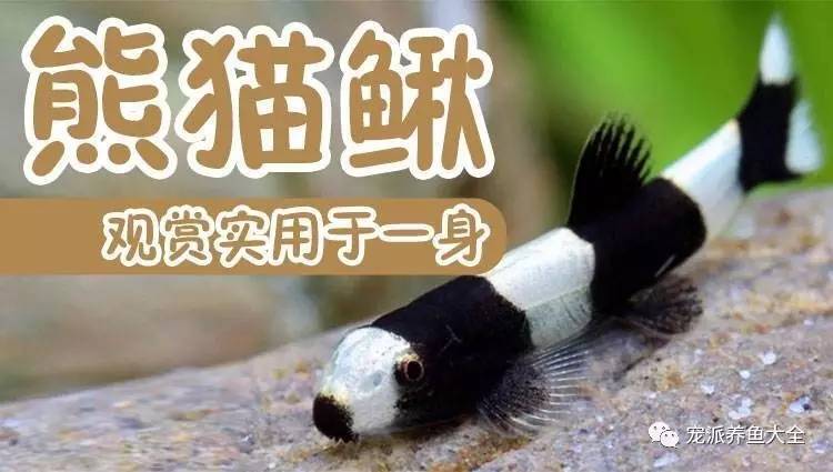 【每日一鱼】国产熊猫鳅，萌萌哒可爱~