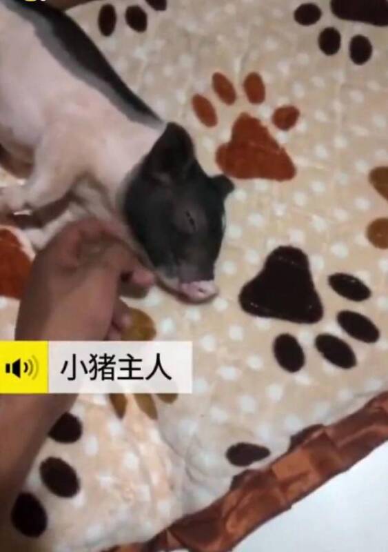 男子饲养“迷你猪”谁料变成大肥猪