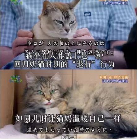 科学解释，猫对你发出咕噜咕噜声不是爱你，而是...