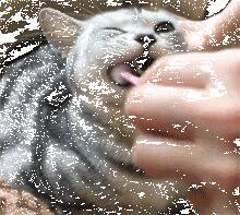 震惊，别人家的猫刷牙竟然是这样的...