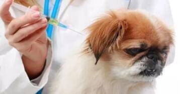 哈尔滨饲养宠物犬已超10万,市民吐槽找宠物疫苗却一苗难求!