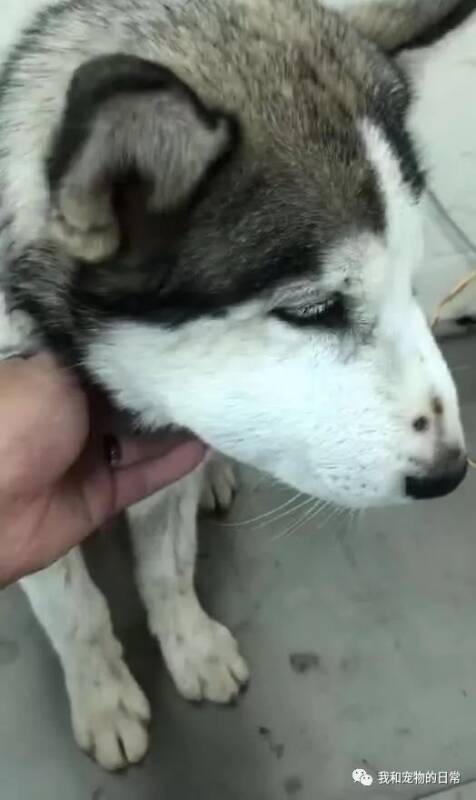 哈士奇蜷缩在狗窝里，过去看了一眼，吓得他直接抱着狗就往医院跑！