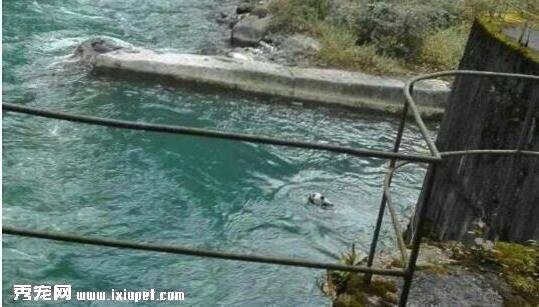 四川野生大熊猫误入水电站 获救后回归大自然