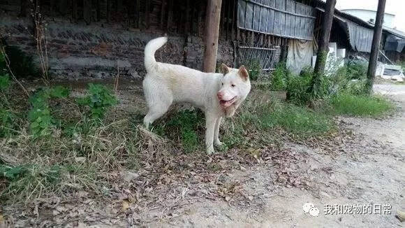 狗狗每天陪着失独老人下地干活，老奶奶把它当成家人，当成儿子对待！