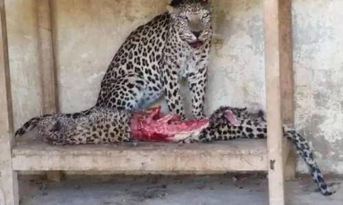 也门动物园因战火遭遗弃，动物饿到相互残杀互食！