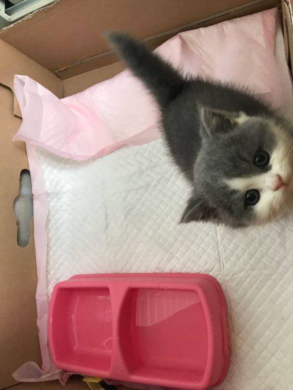 从猫舍入手一只英短猫，喂养不到两个月时间，我们的噩梦就开始了