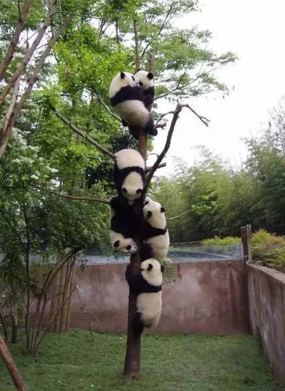 万能的朋友圈，请问这结满熊猫的是什么树？