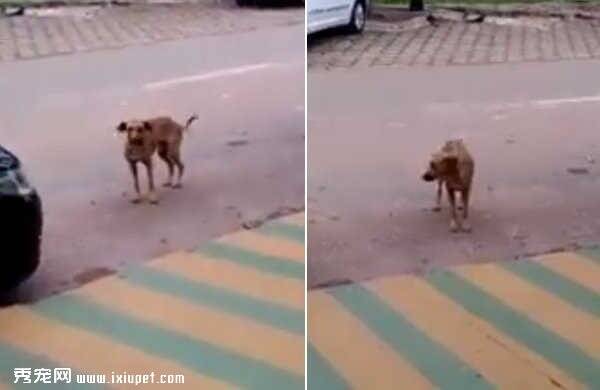 狗狗跟着音乐节奏一起摇摆