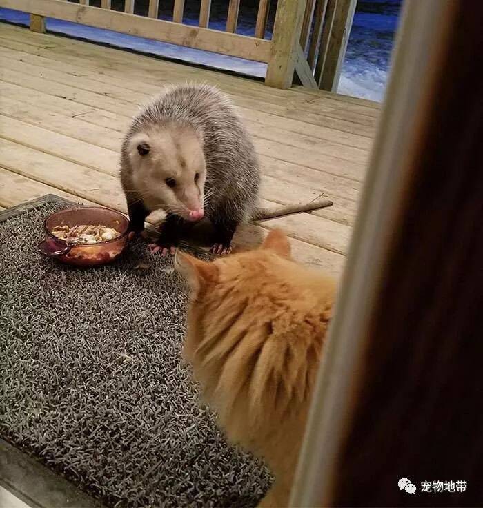 猫咪被负鼠抢食物　它选择了这样做...表情惊呆了......