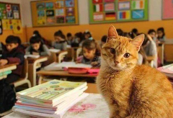 流浪橘猫在小学当助教，要当初有猫陪读，早就考清华北大了