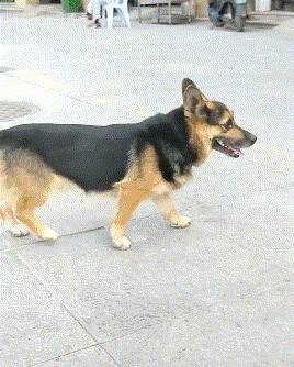 偶遇了一只串串狗，网友笑喷了：它的名字肯定叫“肯德基“！