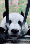 熊家这么可爱，就给熊家一点好吃的嘛~