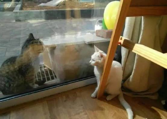 白猫和外面的猫正在眉目传情，家里的黑猫看到后...