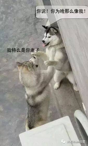 这两条哈士奇第一次见面就瞧不上对方，结果一言不合就开始互殴了！