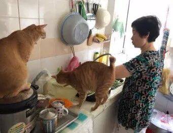 网友刚把青菜洗好准备炒，家里的橘猫看到后....估计也就橘猫做得出来吧！