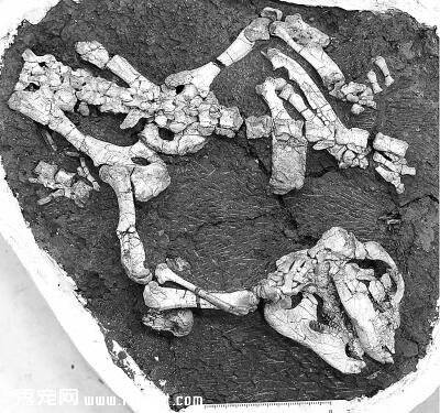 中国发现恐龙绝灭前新哺乳动物：中原豫俊兽【图】