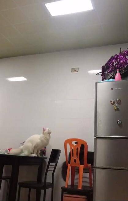 猫咪上冰箱时出现失误，努力抬头缓解尴尬，网友：这猫真好面子啊