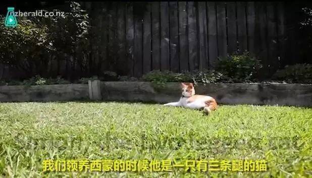 花费两万多美金救活的流浪猫，两条腿也能快乐奔跑！