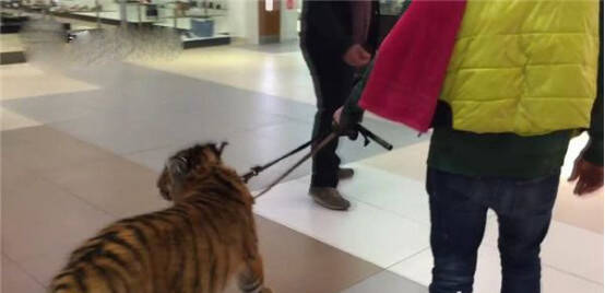 俄罗斯男子在商场遛老虎，吓坏旁人！