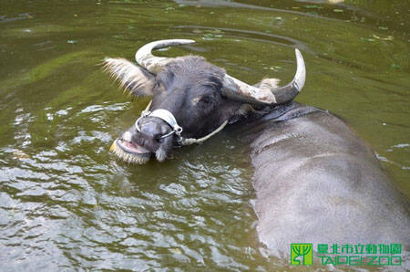台北市立动物园出动冰工厂和理容院帮助动物们度过酷暑