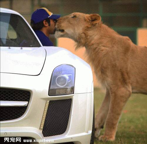 阿拉伯土豪遇见宠物狮子，别样感情受追捧