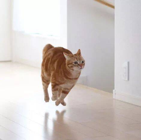 铲屎官喜欢记录下家里橘猫奔跑的瞬间，这画面有点魔性啊！