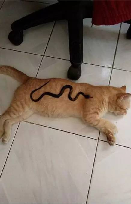 主人趁猫睡觉的时候，给她身上放了条蛇，醒来后...