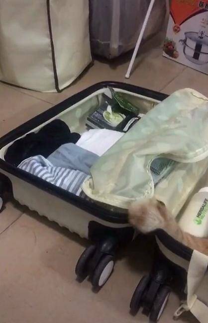 橘猫看到主人收拾行李，赶紧躺在行李箱里面装睡，求主人捎带上它