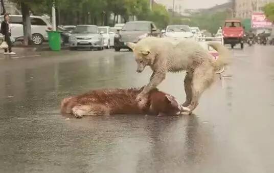 二哈被车撞永远离开了，它的伙伴却不顾危险守着二哈，不停的呜咽！