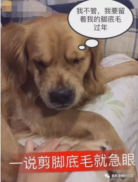 主人想要给金毛剪脚底毛，但它小嘴巴摆出呲的一脸老吓人了！
