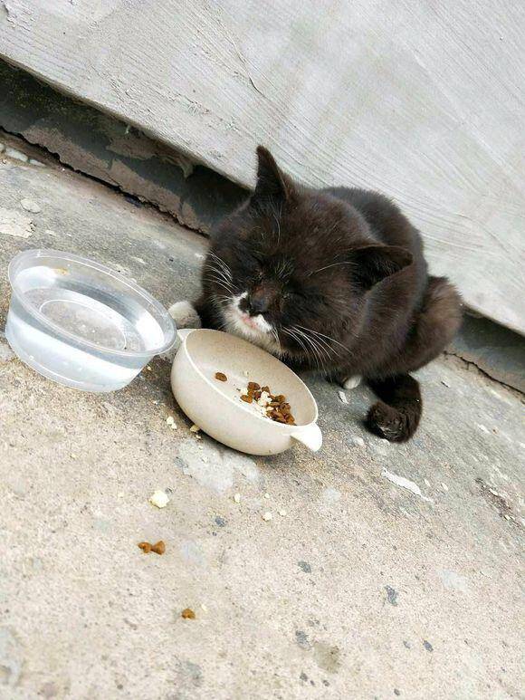 网友在窗户外用绳子拴着饮料瓶，每天流浪猫都会来吃饭，好有爱啊