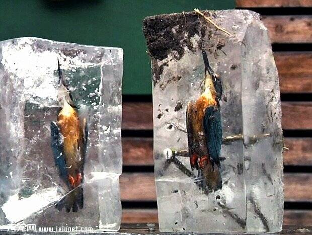 2只翠鸟被冻成“冰雕”：疑入水捕鱼遇意外