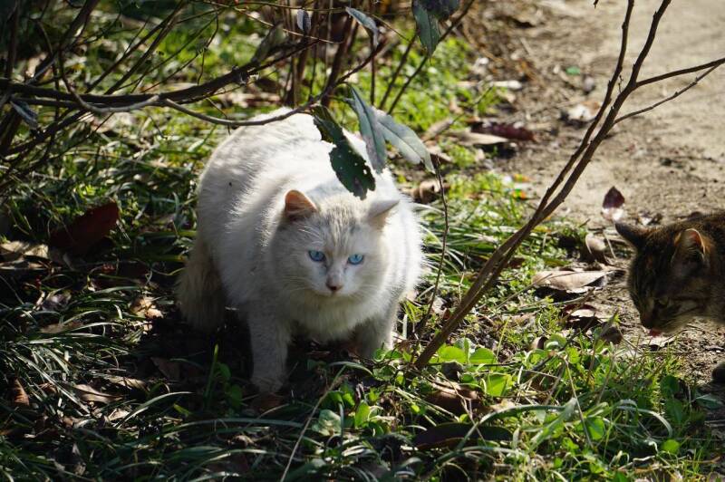 爬无锡惠山遇到散养大肥猫，颜值超高，想抱走