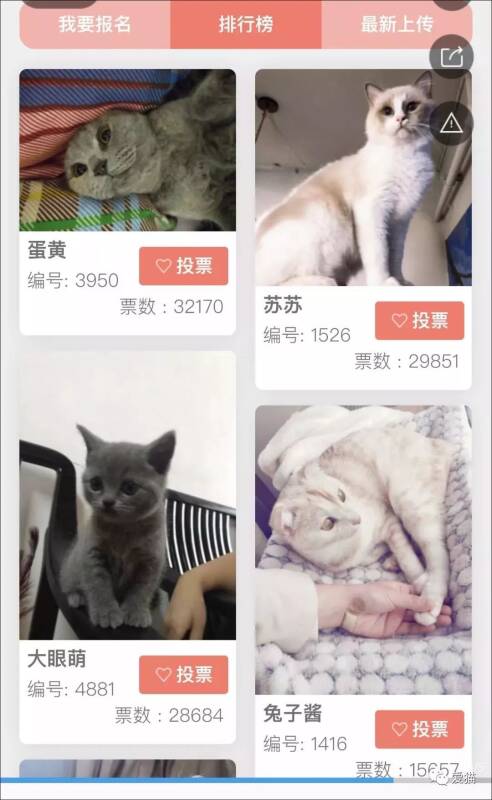 感谢参与爱猫4周年活动！结果公布！